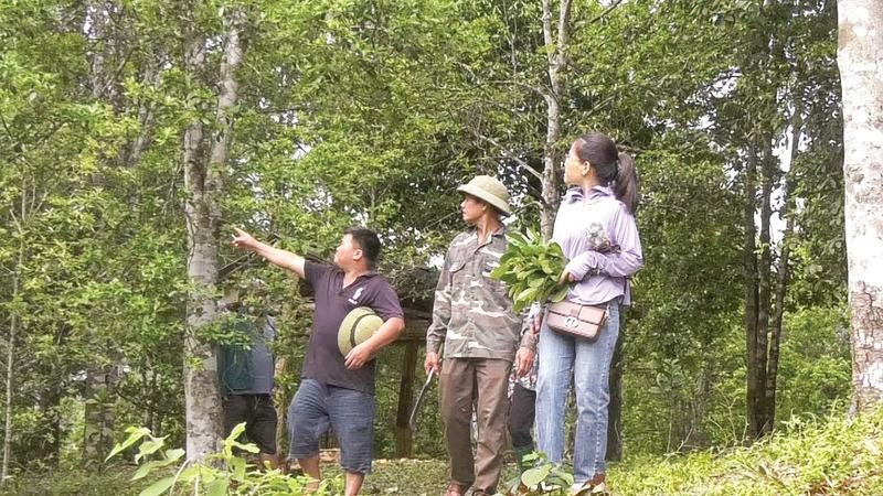 Một diện tích rừng hồi mang lại thu nhập khá, bền vững cho người trồng tại xã Yên Bình. (Ảnh HOÀNG SƠN)