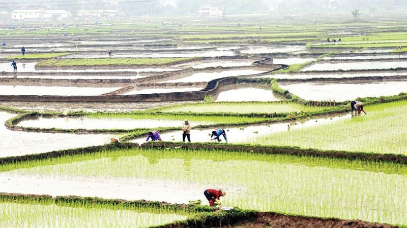 Tỉnh Lào Cai phấn đấu hoàn thành gieo cấy trước ngày 15/3. (Ảnh VIẾT VINH)