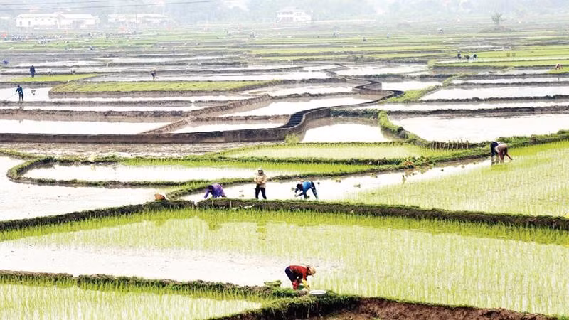 Tỉnh Lào Cai phấn đấu hoàn thành gieo cấy trước ngày 15/3. (Ảnh VIẾT VINH)