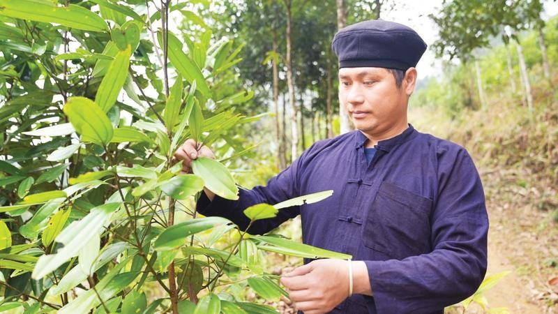 Bí thư Chi bộ, Trưởng thôn Khuổi Làm Dương Văn Ngoan chăm sóc cây quế.