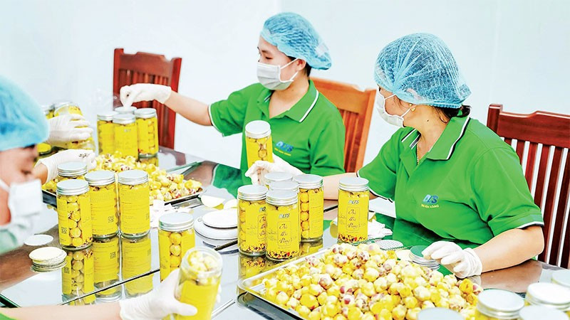 Đóng gói sản phẩm trà hoa vàng tại Hợp tác xã dược liệu công nghệ cao Trường Sơn.