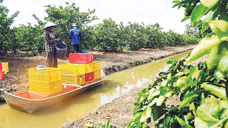 Chăm sóc chanh không hạt trồng theo hướng hữu cơ ở xã Thạnh Lợi, tỉnh Tây Ninh (Ảnh CTV)