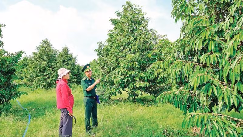 Nhờ chăm sóc theo hướng hữu cơ, vườn sầu riêng của chị Nguyễn Thị Thủy, xã Tân Tiến, tỉnh Đồng Nai luôn phát triển xanh tốt.