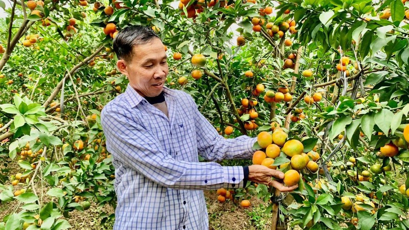 Nông dân tỉnh Hưng Yên đã chuyển đổi sang trồng cây ăn quả cho thu nhập cao.