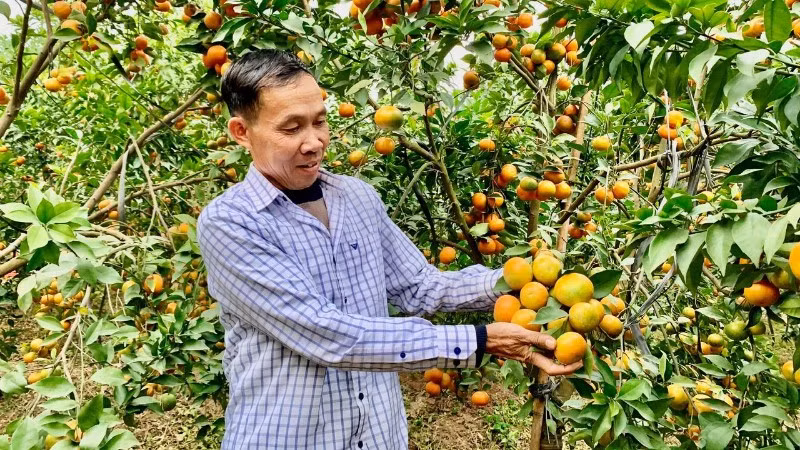 Nông dân tỉnh Hưng Yên đã chuyển đổi sang trồng cây ăn quả cho thu nhập cao.