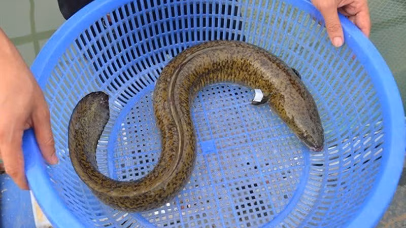 Cá chình biển. (Ảnh: minh họa)