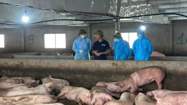 Thứ trưởng Nông nghiệp và Môi trường Phùng Đức Tiến kiểm tra công tác phòng chống dịch tại xã Phùng Nguyên, tỉnh Phú Thọ.