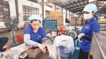 Công nhân Công ty cổ phần Cao-su Phước Hòa đóng gói mủ cao-su.