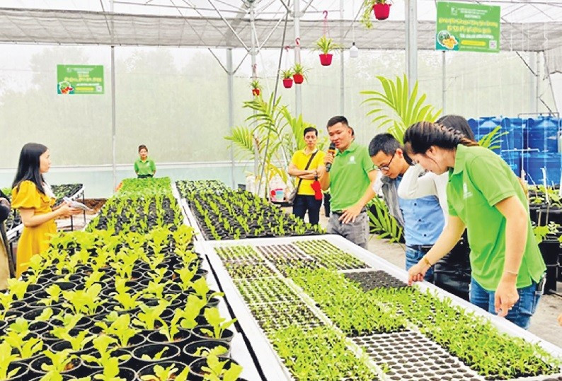 Mô hình rau sạch của Hợp tác xã dịch vụ nông nghiệp Thủy canh Huế.