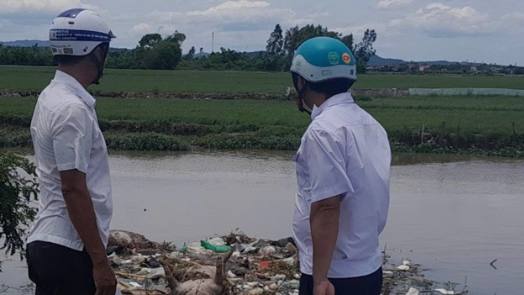 Phát hiện nhiều xác heo chết không rõ nguyên nhân, từ đâu vứt ra kênh mương.