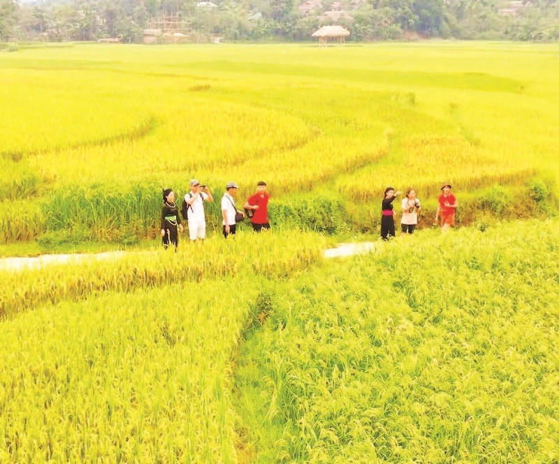 Khách du lịch trải nghiệm mùa lúa chín ở Nghĩa Đô.