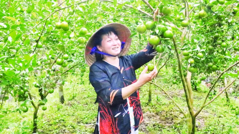 Quýt đường Long Trị, xã Bình Phú, tỉnh Vĩnh Long.