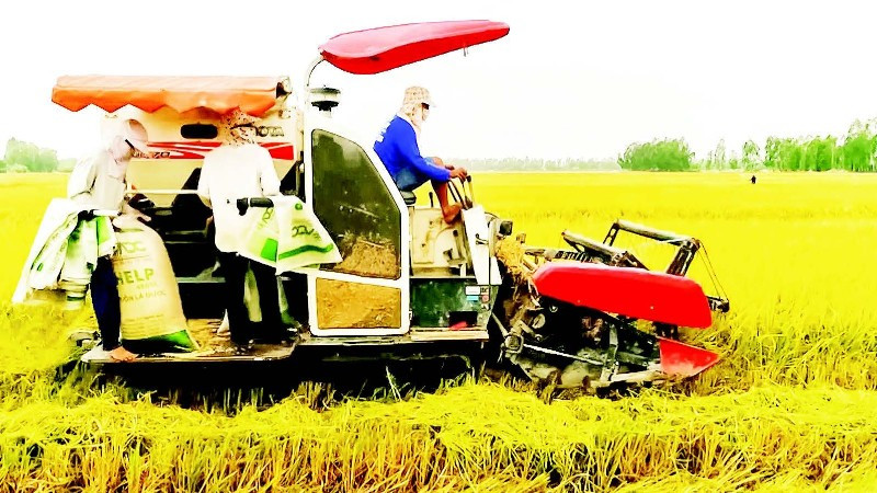 Nhu cầu vay vốn sản xuất, kinh doanh lúa gạo cao nhưng khó tiếp cận. Trong ảnh: Nông dân thành phố Cần Thơ thu hoạch lúa chất lượng cao.