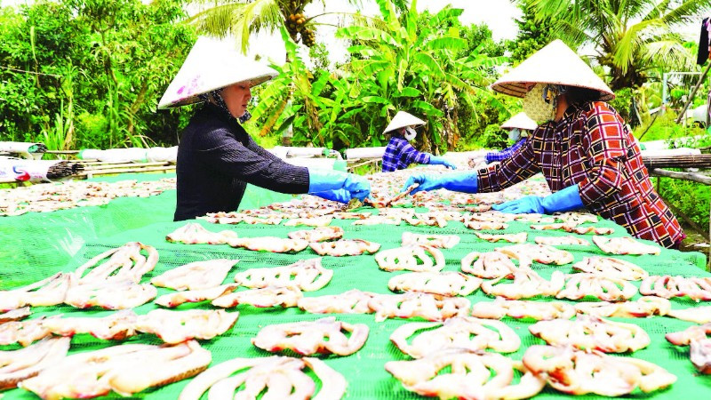 Phơi khô cá lóc tại cơ sở khô cá Như Hằng.