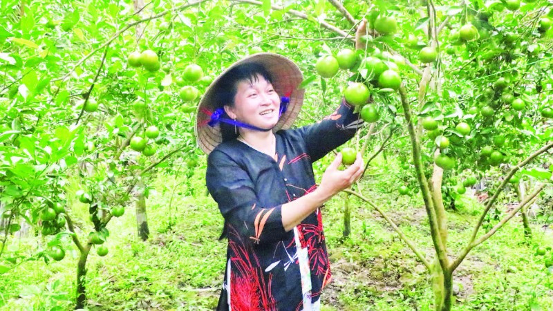 Quýt đường Long Trị, xã Bình Phú, tỉnh Vĩnh Long.