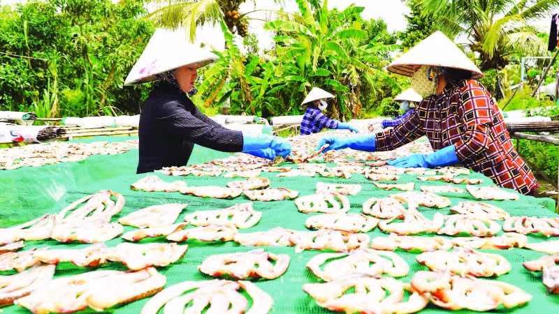 Phơi khô cá lóc tại cơ sở khô cá Như Hằng.