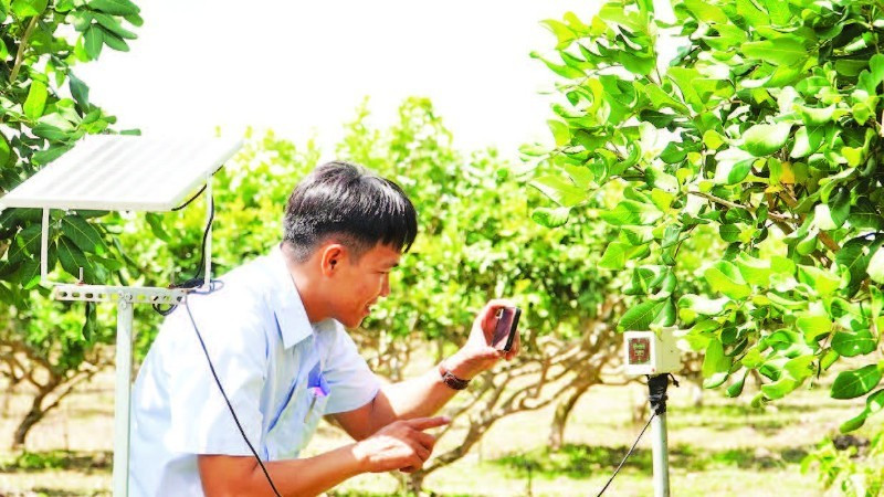 Ngành nông nghiệp Cần Thơ đưa ra nhiều khuyến cáo kỹ thuật đối với từng nhóm cây trồng.