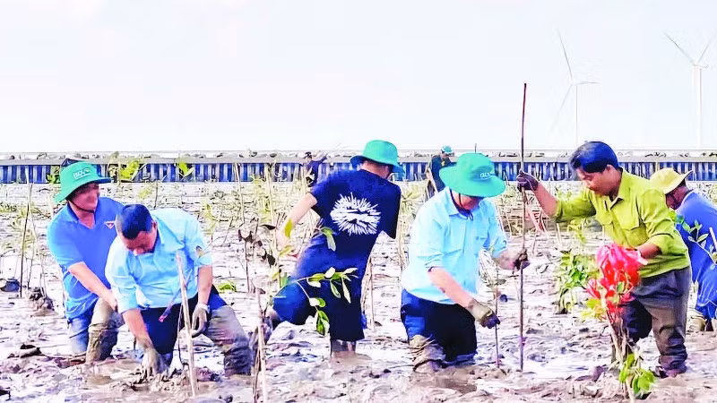 Một chương trình trồng mới rừng ngập mặn được tổ chức tại thành phố Cần Thơ.