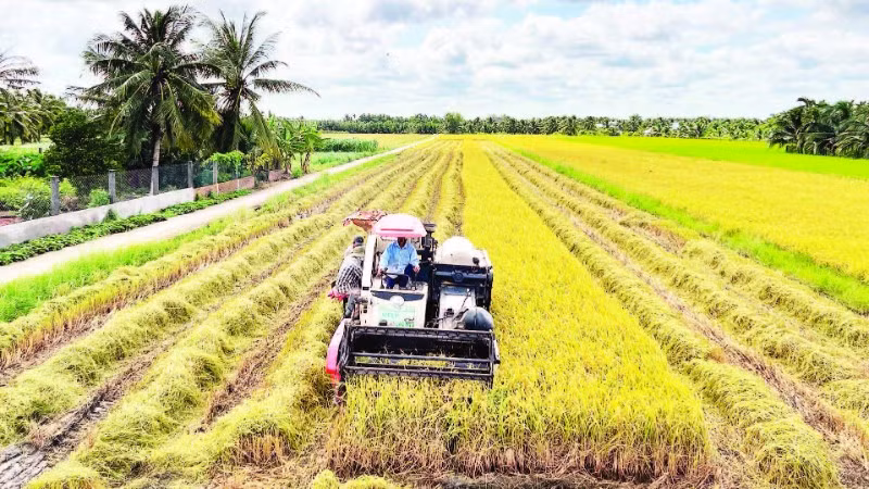 Thu hoạch lúa tại xã Lương Hòa (Vĩnh Long).