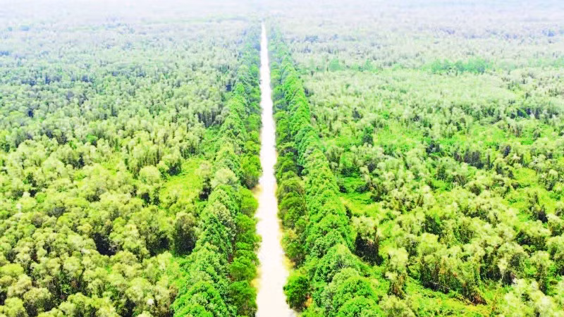 Một góc Khu bảo tồn thiên nhiên Lung Ngọc Hoàng, thành phố Cần Thơ nhìn từ trên cao.