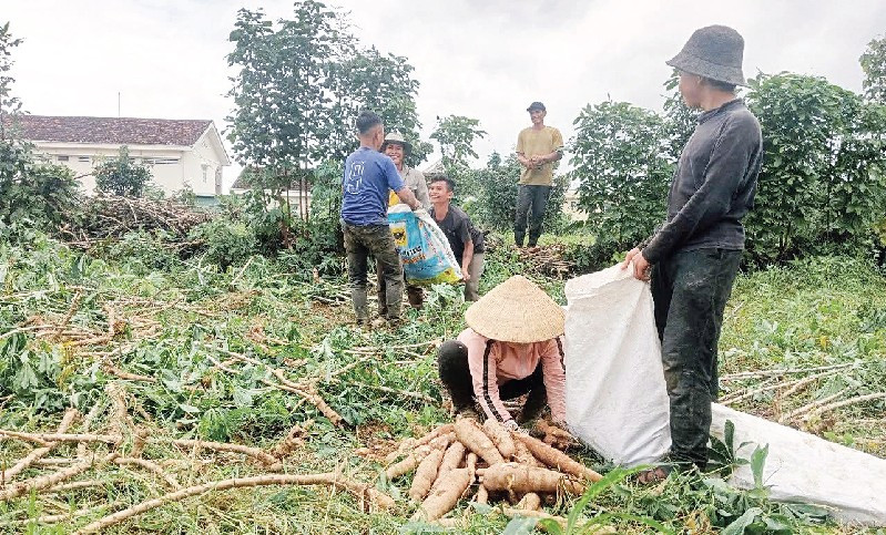 Người dân thu hoạch mì (sắn) sau khi cơn bão đi qua.