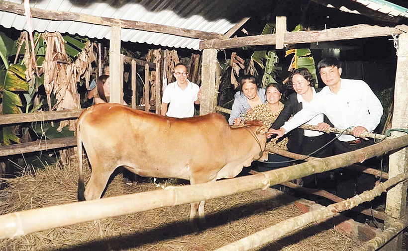 Trao bò, trao sinh kế để giúp người dân vươn lên thoát nghèo bền vững tại xã Đăk Hà, tỉnh Quảng Ngãi.