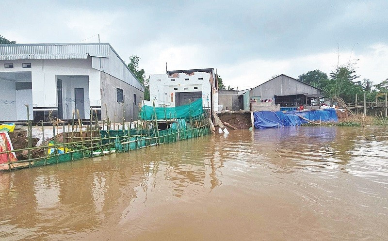 Sạt lở nhấn chìm nhiều nhà dân xuống sông Hậu.