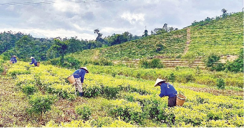 Liên kết, hỗ trợ kinh tế vùng cao Quảng Ngãi