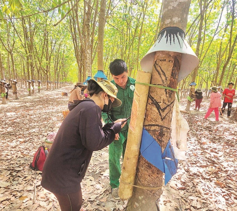 Chi bộ thôn 4, xã Ia Đal hướng dẫn, động viên người dân vào làm công nhân các công ty cao su trên địa bàn, mang lại thu nhập từ 10-13 triệu đồng/tháng.