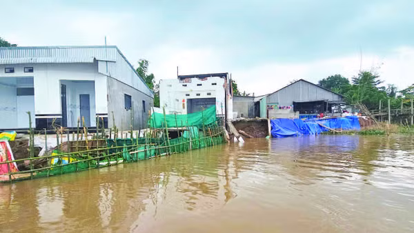 Sạt lở nhấn chìm nhiều nhà dân xuống sông Hậu.