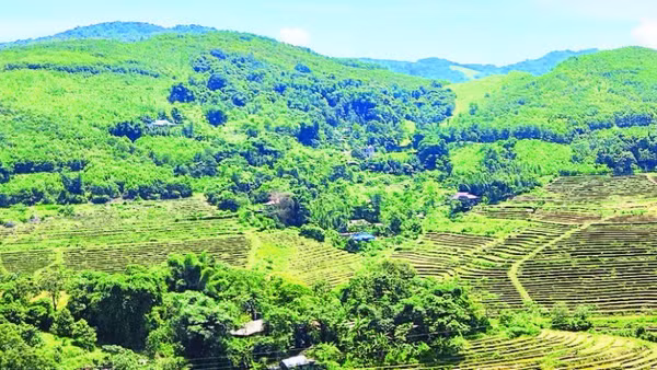 Xã Mường Động đã trồng được hơn 85 ha rừng trên tổng diện tích dự kiến là 200 ha.