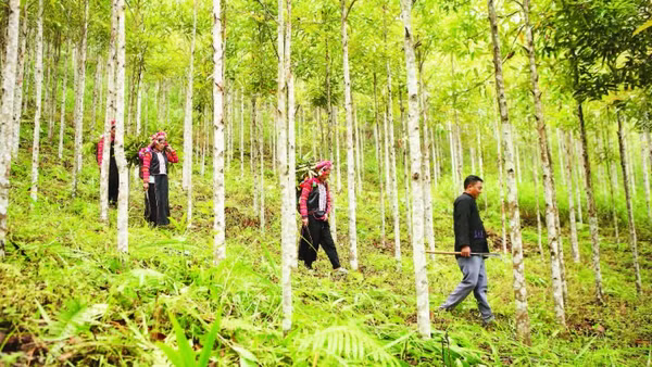 Người dân xã Bum Tở đi tuần rừng để kiểm tra, phát hiện sớm nguy cơ và chủ động phòng chống cháy rừng.