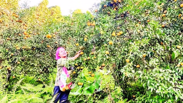 Vùng cam, quýt đặc sản, đã cấp chỉ dẫn địa lý tại xã Bạch Thông (Ảnh TÙNG VÂN)
