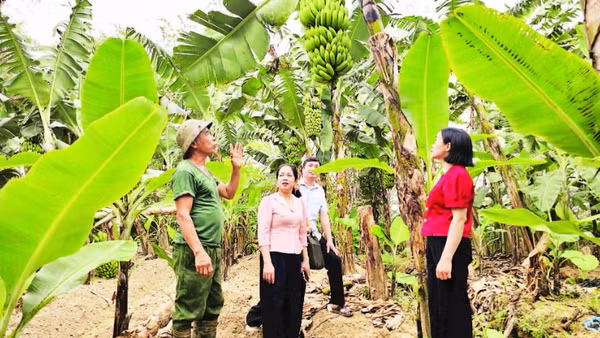 Cán bộ Chi cục Trồng trọt và Bảo vệ thực vật tỉnh Phú Thọ giám sát vùng trồng chuối tại thôn Quỳnh Lâm, xã Bản Nguyên.