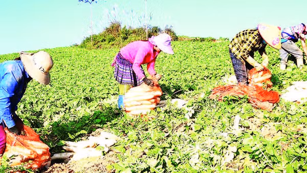 Hợp tác xã nông sản Mơi Hạnh liên kết với người dân xã Xín Mần trồng củ cải xuất khẩu.