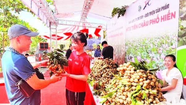 Xã Tân Hưng, tỉnh Hưng Yên tổ chức xúc tiến thương mại tiêu thụ nhãn cho nông dân.