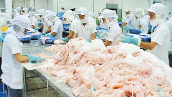 Doanh nghiệp chế biến cá tra phi lê xuất khẩu ở Khu công nghiệp Trà Nóc, Cần Thơ.