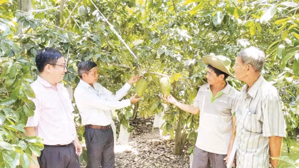 Từ nguồn vốn chính sách, nông dân xã Thới Hưng, thành phố Cần Thơ trồng mãng cầu xiêm mang lại hiệu quả kinh tế cao.