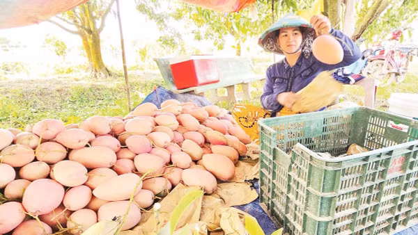 Nông dân An Giang thu hoạch cây ăn trái.