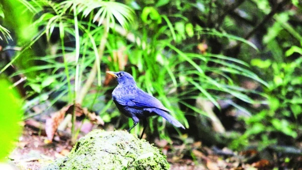 Chim hoét xanh tại Vườn quốc gia Bạch Mã.