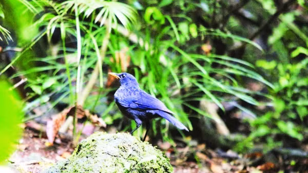 Chim hoét xanh tại Vườn quốc gia Bạch Mã.