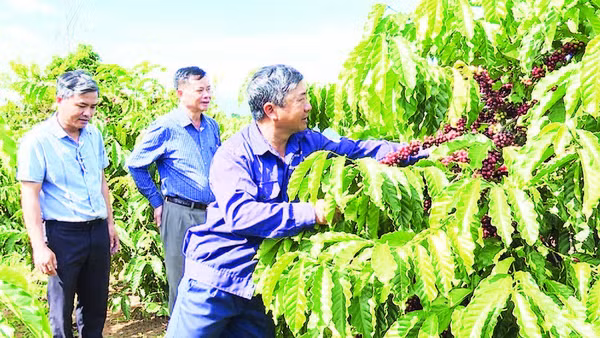 Chi bộ Đội 6, Đảng bộ Công ty trách nhiệm hữu hạn một thành viên Cà-phê 731 hoàn thành xuất sắc nhiệm vụ sản xuất, kinh doanh.