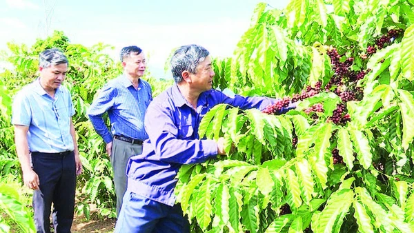 Chi bộ Đội 6, Đảng bộ Công ty trách nhiệm hữu hạn một thành viên Cà-phê 731 hoàn thành xuất sắc nhiệm vụ sản xuất, kinh doanh.