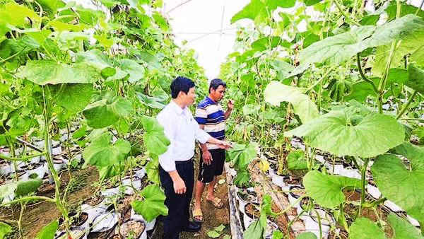 Chủ tịch Ủy ban nhân dân xã Ia Phí Nguyễn Công Sơn (áo trắng) kiểm tra công tác trồng dưa lưới trên địa bàn.