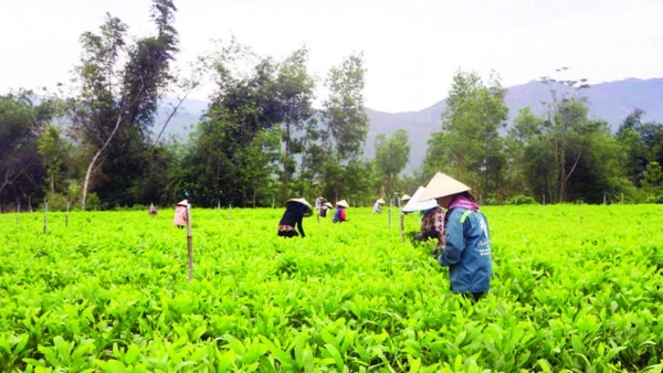 Vườn keo giống của chị Phạm Thị Vinh giúp khoảng 20 lao động địa phương thu nhập 350-400 nghìn đồng/ngày.