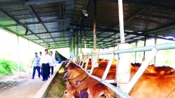 Trang trại chăn nuôi của anh Hường được đầu tư quy mô lớn, bài bản.