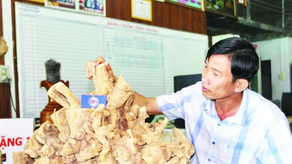 Ông Trần Bá Ninh bên bộ rễ cây xáo tam phân tích lũy nhiều hoạt chất, nhất là nhóm saponin hiện có giá bán từ 1,5-2,7 triệu đồng/kg.