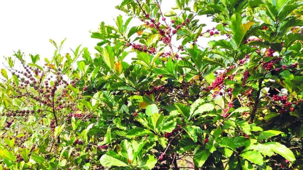 Cà-phê mít của chị Trần Mai Hương cho quả chất lượng tốt.