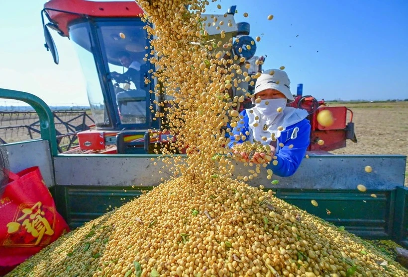 Thu hoạch đậu tương tại Lạc Dương, tỉnh Hà Nam, Trung Quốc. (Ảnh: THX/TTXVN)