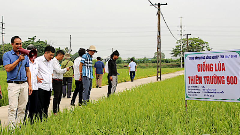 Mô hình trình diễn giống lúa Thiên Trường 900 tại xã Trực Chính, huyện Trực Ninh (Nam Định).